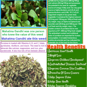 ORGANIC PURSLANE WEED